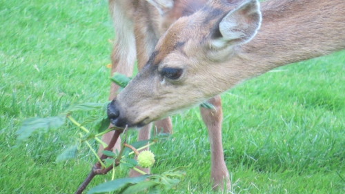 Deer eating
